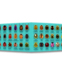 Alternative view of Ladybugs